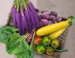 Radical Rainbow Veg - Sow & Grow your 5 a day!<Gift Republic Sale