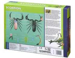 Scorpion Anatomy 3D Model - 29 Pieces<Thames and Kosmos New